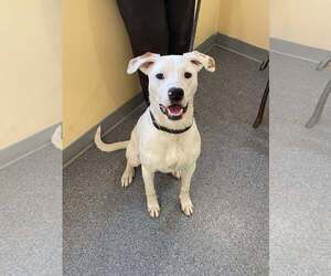 Mutt Dogs for adoption in Low Moor, VA, USA