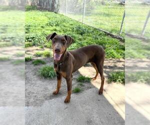 Doberman Pinscher Dogs for adoption in Modesto, CA, USA