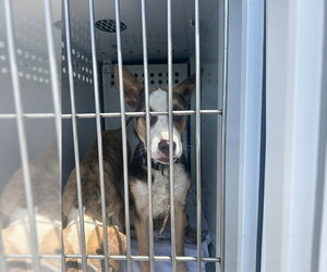 Anatolian Shepherd-Unknown Mix Dogs for adoption in Sacramento, CA, USA
