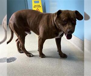 American Pit Bull Terrier-Unknown Mix Dogs for adoption in Newton, NC, USA