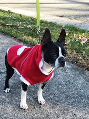 Boston Terrier Dogs for adoption in Ridgefield, CT, USA
