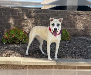 Mutt Dogs for adoption in Orange, CA, USA