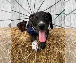 Labrador Retriever-Unknown Mix Dogs for adoption in Rocky Mount, NC, USA