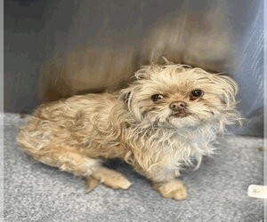 Shih Tzu-Unknown Mix Dogs for adoption in Andover, MN, USA