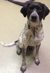 German Shorthaired Pointer Dogs for adoption in Valley Falls, KS, USA