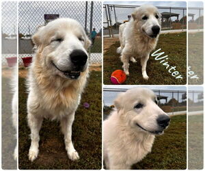 Great Pyrenees Dogs for adoption in Pierceton , IN, USA