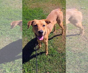 Labrador Retriever-Unknown Mix Dogs for adoption in Rockaway, NJ, USA