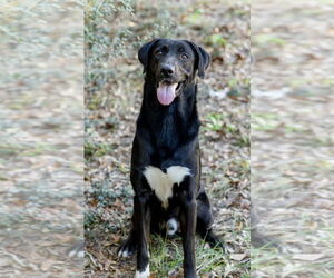 Shepradors Dogs for adoption in Pensacola, FL, USA