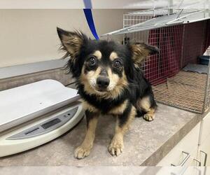 Chihuahua Dogs for adoption in Santa Maria, CA, USA
