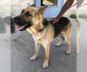 German Shepherd Dog Dogs for adoption in Albany, GA, USA