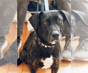 Labrador Retriever-Unknown Mix Dogs for adoption in Boston, MA, USA