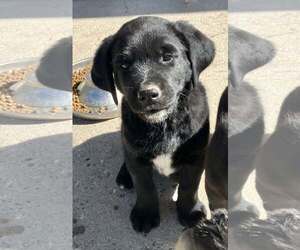 Border Collie-Golden Retriever Mix Dogs for adoption in Sandy, UT, USA
