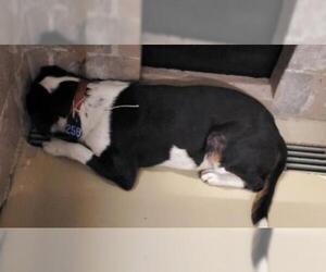 English Foxhound Dogs for adoption in Houston, TX, USA
