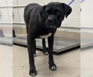 Boxer-Unknown Mix Dogs for adoption in Grand Prairie, TX, USA
