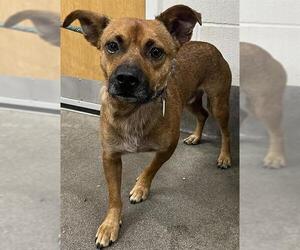 Basenji-Unknown Mix Dogs for adoption in Forestville, MD, USA