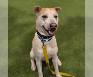Sharberian Husky Dogs for adoption in Las Vegas, NV, USA