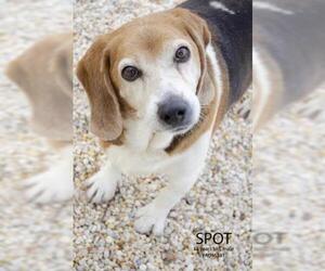 Beagle Dogs for adoption in Supply, NC, USA