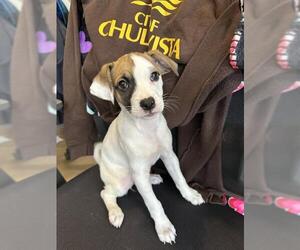 Mutt Dogs for adoption in Chula Vista, CA, USA