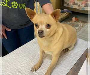 Chihuahua Dogs for adoption in Benton, LA, USA