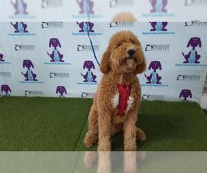Labradoodle Dogs for adoption in Orlando, FL, USA