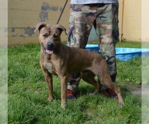 Shepradors Dogs for adoption in Louisville, KY, USA