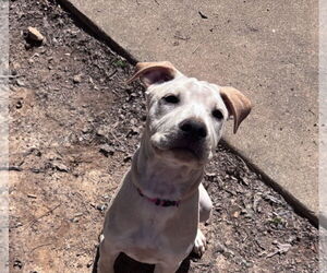 Labrador Retriever-Unknown Mix Dogs for adoption in Cary, NC, USA