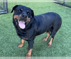Rottweiler Dogs for adoption in Hillsboro, NH, USA