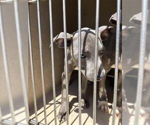 American Pit Bull Terrier-Unknown Mix Dogs for adoption in Oklahoma City, OK, USA
