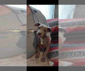 Boxer-Unknown Mix Dogs for adoption in Aurora, IN, USA