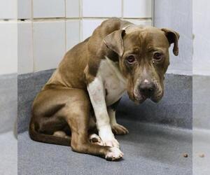 American Staffordshire Terrier-Unknown Mix Dogs for adoption in San Antonio, TX, USA