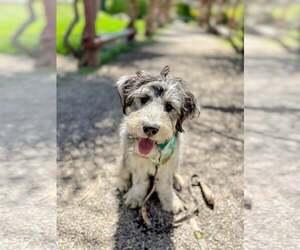 Mutt Dogs for adoption in Sandy, UT, USA