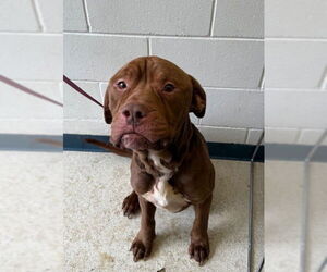Mastiff-Unknown Mix Dogs for adoption in Anchorage, AK, USA