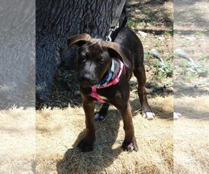 Mastiff Dogs for adoption in Bandera, TX, USA