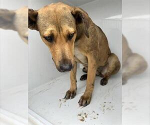 Black Mouth Cur-Unknown Mix Dogs for adoption in Houston, TX, USA