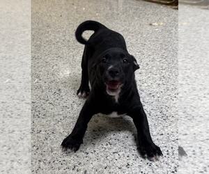Boston Terrier-Staffordshire Bull Terrier Mix Dogs for adoption in Mechanicsburg, PA, USA