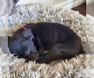 Mutt Dogs for adoption in Claremore, OK, USA