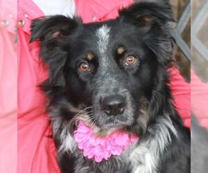 Border-Aussie Dogs for adoption in Garfield Heights, OH, USA