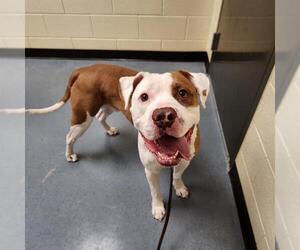 American Pit Bull Terrier Dogs for adoption in Denver, CO, USA