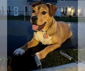 Bulldog Dogs for adoption in Opelika, AL, USA