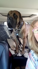 Mastiff Dogs for adoption in Belleuve, NE, USA