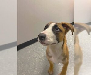 Huskies -Unknown Mix Dogs for adoption in Warrenton, VA, USA