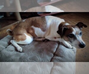 Parson Russell Terrier Dogs for adoption in Middletown, MD, USA