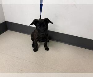Labrador Retriever-Unknown Mix Dogs for adoption in Corona, CA, USA