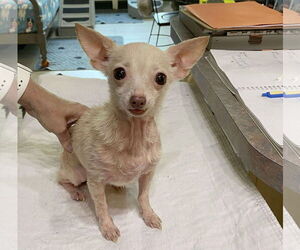 Chihuahua Dogs for adoption in Benton, LA, USA