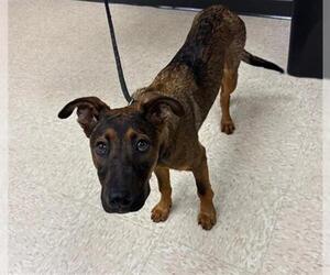 Dutch Shepherd -Unknown Mix Dogs for adoption in Conroe, TX, USA