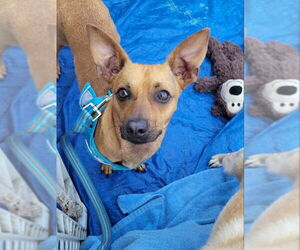 Chihuahua-Unknown Mix Dogs for adoption in Rocky Mount, NC, USA