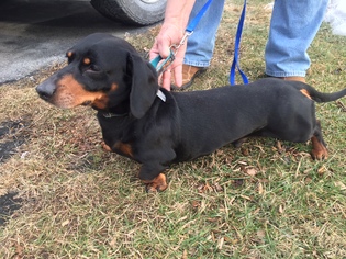 Dachshund Dogs for adoption in Grantville, PA, USA