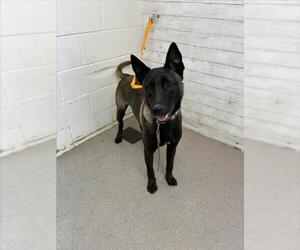 Mutt Dogs for adoption in San Bernardino, CA, USA
