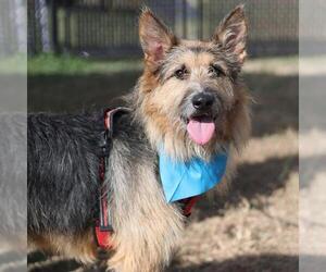 Mutt Dogs for adoption in San Antonio, TX, USA