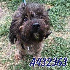 Doodle Dogs for adoption in San Antonio, TX, USA